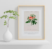 
              Charles Dessalines D'Orbigny - Cabbage Rose (Rosa Centifilia)
            