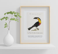 
              Saverio Manetti - Tucana Piperivora (Mangiapepe Toucan) 1723-1785
            
