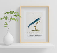 
              Saverio Manetti - Cucule celeste della China (Cuckoo) 1723-1785
            