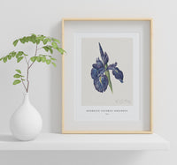 
              Georgius Jacobus Johannes - Iris
            