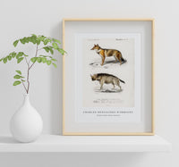 
              Charles Dessalines D'Orbigny - Golden Jackal (Canis Aureus)
            