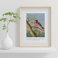 Barbara Regina Dietzsch - Goudvink (Eurasian Bullfinch)