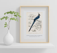 
              Charles Dessalines D'Orbigny - Black-throated magpie-jay (Pica colliei)
            