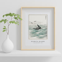 Numata Kashu - Riu Kiu House Swallow illustration from Pictorial Monograph of Birds (1885)