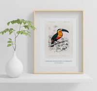 
              Charles Dessalines D'Orbigny - Toucan (Ramphastos)
            