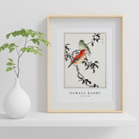 Numata Kashu - Crossbill illustration from Pictorial Monograph of Birds (1885)