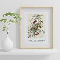 John James Audubon - Orchard Oriole from Birds of America (1827)