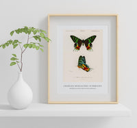 
              Charles Dessalines D'Orbigny - Madagascan Sunset Moth (Urania Riphaeus)
            