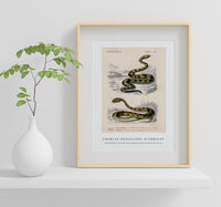 
              Charles Dessalines D'Orbigny - Rattlesnake (Crotale) and Saharan horned Viper (Cerastes)
            