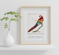
              Saverio Manetti - Pappagallo detto arara rossa del Brasile (Macaw) 1723-1785
            