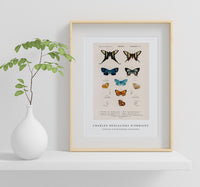
              Charles Dessalines D'Orbigny - Collection of hand drawings of butterflies
            