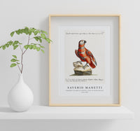 
              Saverio Manetti - Pappagallo variegato di cenerino e rosso, di Guinea (Parrot) 1723-1785
            