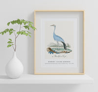 
              Robert Jacob Gordon - Anthropoides paradisea blue crane or Stanley crane (1777–1786)
            