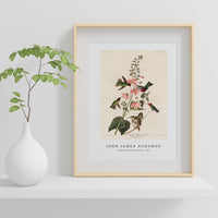 John James audubon - Columbian Humming Bird from Birds of America (1827)