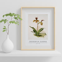 Frederick Sander - Cypripedium (hybridum) calypso from Reichenbachia Orchids-1847-1920