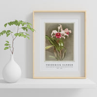 Frederick Sander - Cattleya (hybrida) arnoldiana from Reichenbachia Orchids-1847-1920