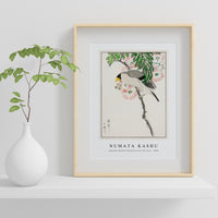 Numata Kashu - Japanese Masked Hawfinch and Silk Tree illustration from Pictorial Monograph of Birds (1885)