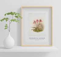 
              Frederick Sander - Cypripedium tautzianum from Reichenbachia Orchids-1847-1920
            
