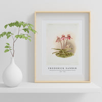 Frederick Sander - Cypripedium tautzianum from Reichenbachia Orchids-1847-1920