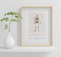 
              Charles Dessalines D'Orbigny - Human skeleton
            