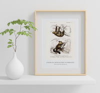 
              Charles Dessalines D'Orbigny - Three-toed Sloth (Bradypus ustus) and Aye-aye (Cheiromys madagascariensis)
            