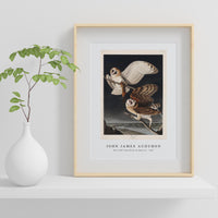 John James Audubon - Barn Owl from Birds of America (1827)
