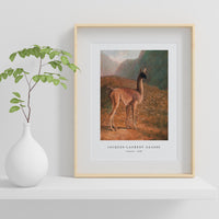 Jacques Laurent Agasse - Guanaco (ca. 1848)