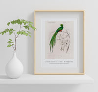 
              Charles Dessalines D'Orbigny - Pavonine quetzal (Pharomachrus pavoninus)
            