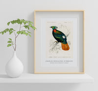 
              Charles Dessalines D'Orbigny - Himalayan monal (Lophophorus refulgens)
            
