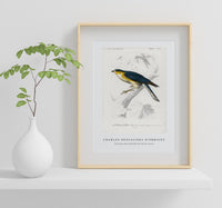 
              Charles Dessalines D'Orbigny - Eurasian sparrowhawk (Accipiter nisus)
            
