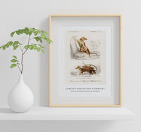 
              Charles Dessalines D'Orbigny - Opossum (Didelphis) and Opossum (Didelphis)
            