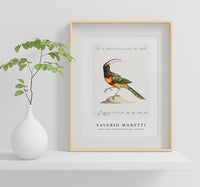 
              Saverio Manetti - Tucana Aracari Brasilensibus (Toucan) 1723-1785
            
