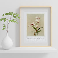 Frederick Sander - Cattleya intermedia punctatissima from Reichenbachia Orchids-1847-1920