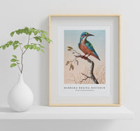 
              Barbara Regina Dietzsch - IJsvogel (Common Kingfisher)
            