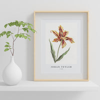 Johan Teyler - A tulip