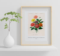 
              Charles Dessalines D'Orbigny - Dahlia
            