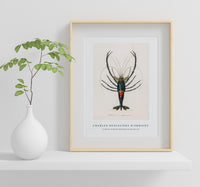 
              Charles Dessalines D'Orbigny - Crimson Crawfish (Palemon Ornatum) (2)
            