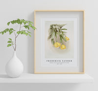 
              Frederick Sander - Cattleya citrina from Reichenbachia Orchids-1847-1920
            