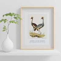 Robert Jacob Gordon - Balearica regulorum grey crowned crane (1777–1786)
