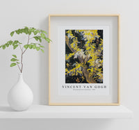 
              Vincent Van Gogh - Blossoming Acacia Branches 1890
            