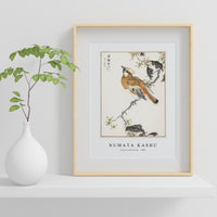 Numata Kashu - Eastern Waxwing illustration from Pictorial Monograph of Birds (1885)