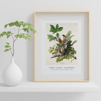 John James Audubon - American Robin from Birds of America (1827)