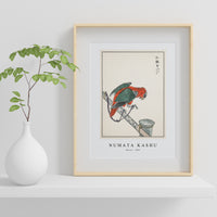 Numata Kashu - Macaw illustration from Pictorial Monograph of Birds (1885)