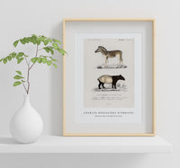 
              Charles Dessalines D'Orbigny - Malayan Tapir (Equus Montanus) and Mountain Zebra (Dauw)
            