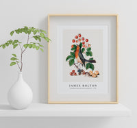 
              James Bolton - European robin and wild strawberry 1768
            