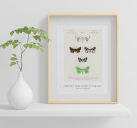 
              Charles Dessalines D'Orbigny - Collection of moths (3)
            