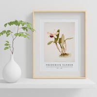 Frederick Sander - Cattleya (hybrida) parthenia from Reichenbachia Orchids-1847-1920