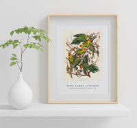 
              John James Audubon - Carolina Parrot from Birds of America (1827)
            