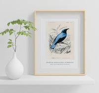 
              Charles Dessalines D'Orbigny - Square-tailed drongo (Edoius caerulescens)
            