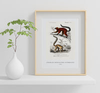 
              Charles Dessalines D'Orbigny - Lemur
            